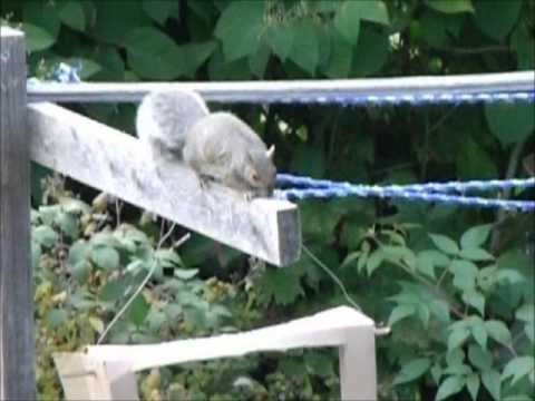 Happy Birthday Ameen videobykeb