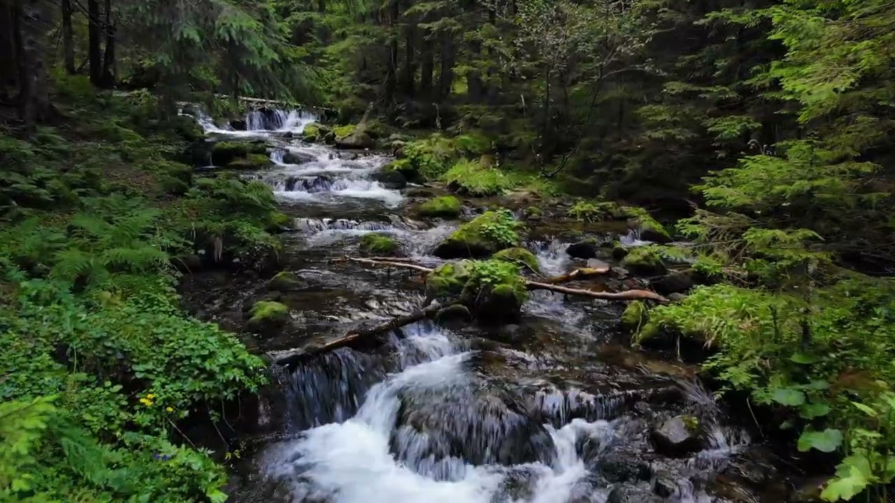 Riparian forest stream ecology and hydrological flow