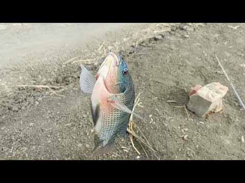 Watch the fun of fishing and the fish coming out of the water