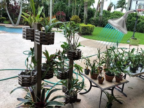 How to water Orchids, Watering Routine, How I water my Orchids