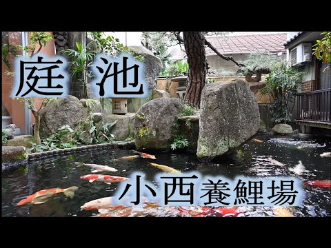 bassin-poisson-naturel-carpes-koi-jardin-rocaille-zen