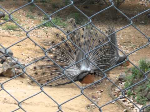 ANIMAIS ZOO SALVADOR BA