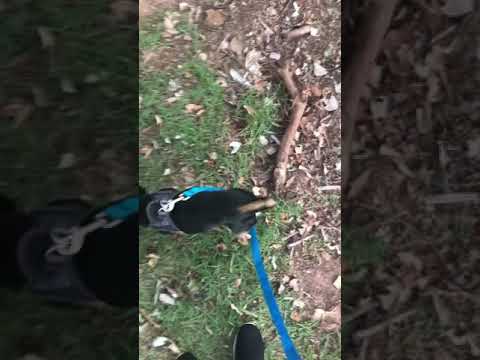 Walking my friends dog 🐕