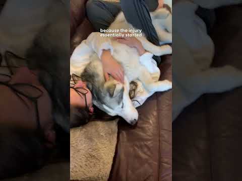 Sick Husky Gets The Best Surprise From Mom's Boyfriend | The Dodo