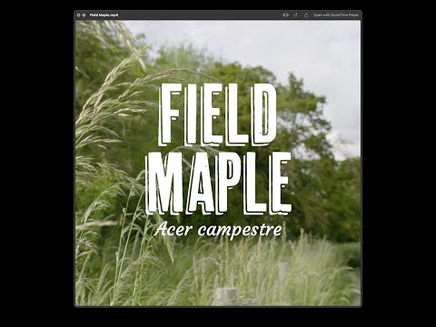 Tree Tuesday thumbnail 3