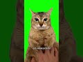 Tole Tole Orange Cat Mei Mei Hissing Then Staring Green Screen