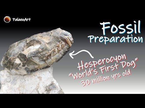 Fossil Preparation - First Extinct Dog! Hesperocyon skull and partial skeleton (30 million yrs ago)