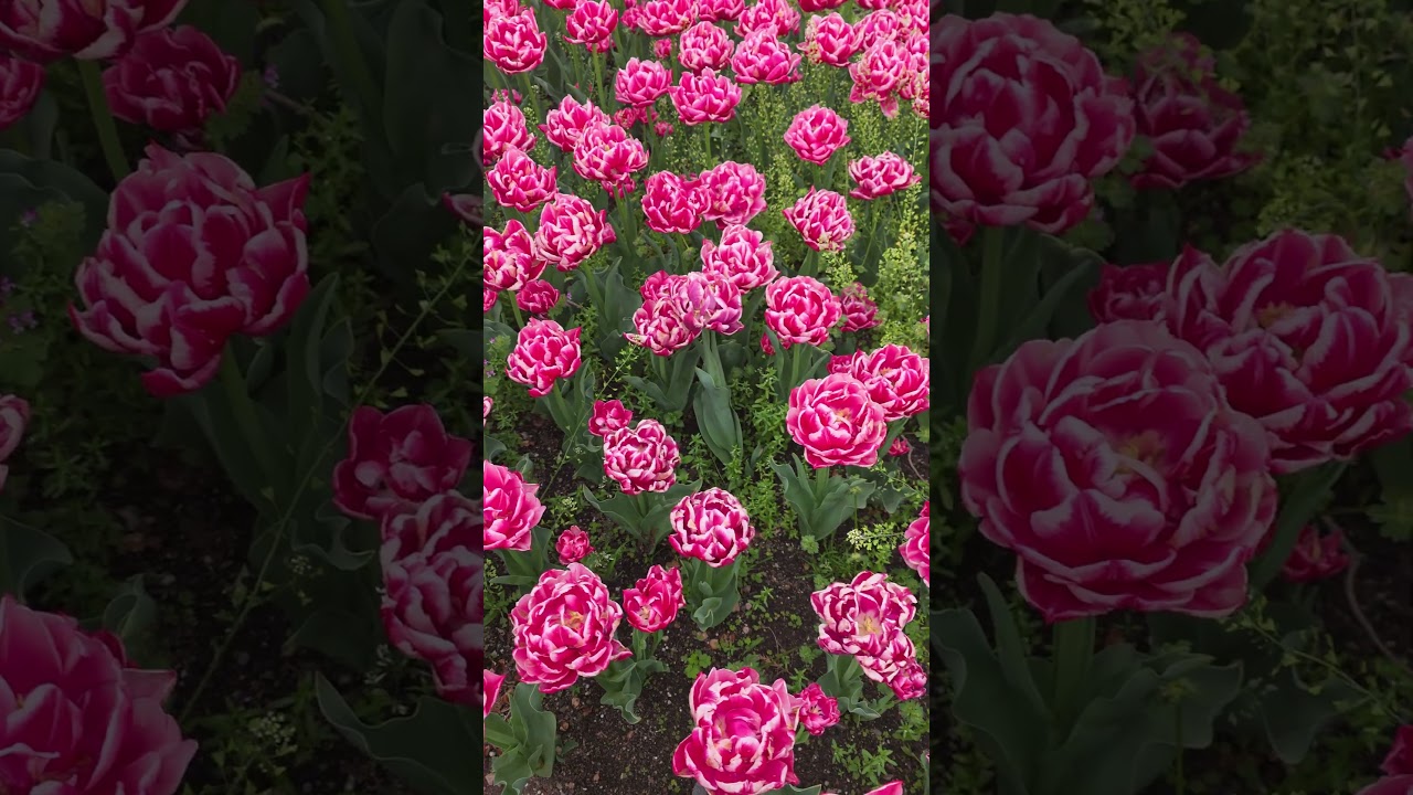 You Need to See These Tulips! 🌷 Spring in Japan #shortsfeed #shorts #japan
