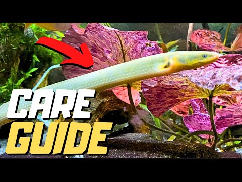 Rope Fish / Reedfish — kompletný sprievodca chovom, kŕmením a akváriom pre trstinovku