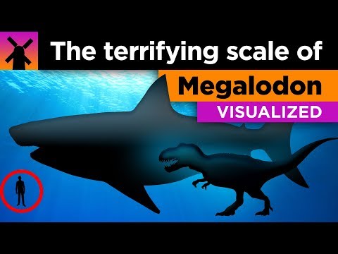 恐怖的巨齒龍真實規模直觀呈現 (The Terrifying True Scale of Megalodon Visualized)