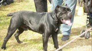 Internazionale canina porto cervo