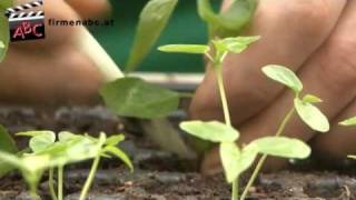 preview picture of video 'Blumen und Gärtnerei Brandstetter in Möllbrücke, Kärnten'