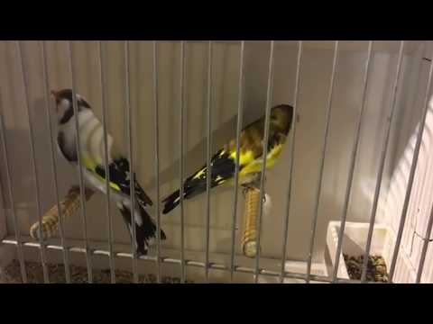 download lagu mp3 mp4 Bourse Oiseaux Hannut 2018, download lagu Bourse Oiseaux Hannut 2018 gratis, unduh video klip Bourse Oiseaux Hannut 2018