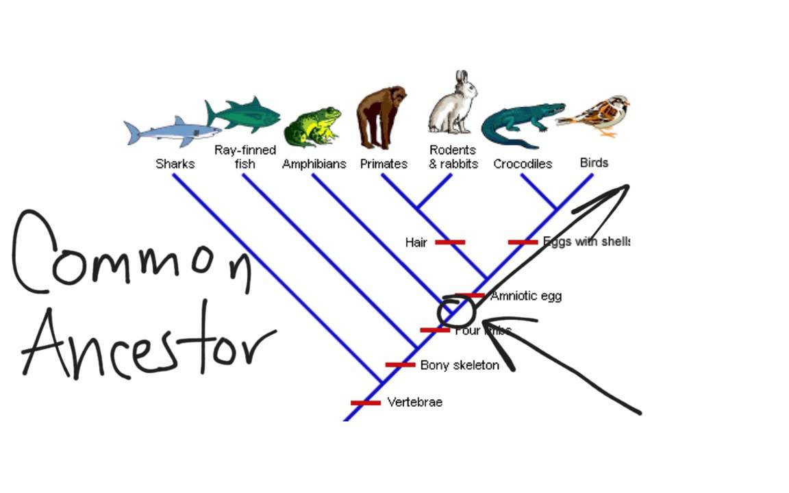 Cladogram