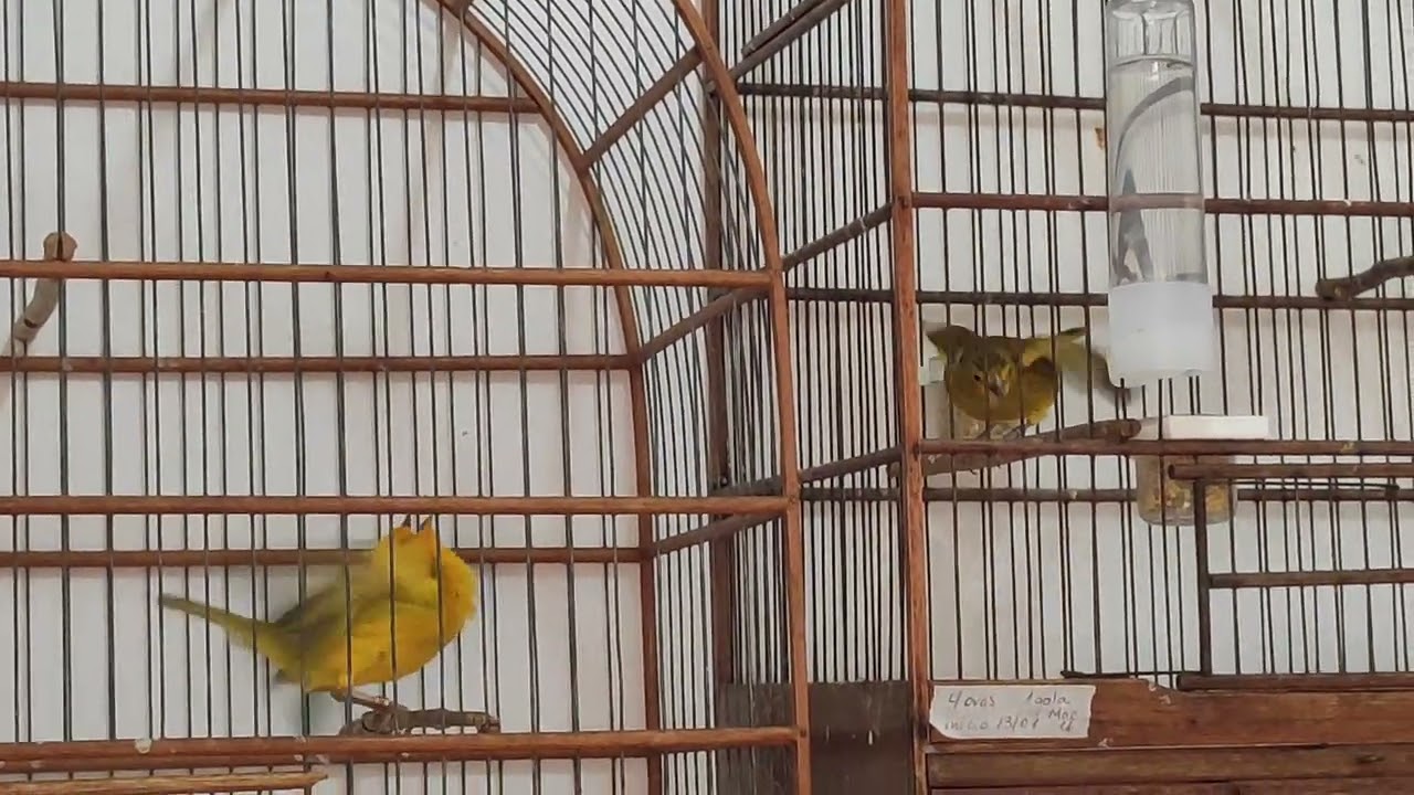 Casal de canário da terra ... maravilhosos.