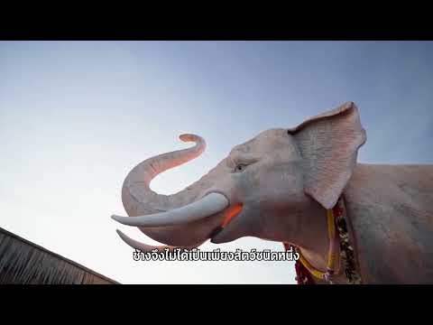 The Elephant Thailand Living Time Machine