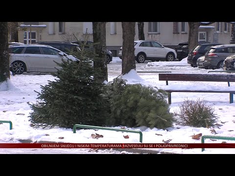 Unikom i ove godine tijekom siječnja odvozi božićna drvca