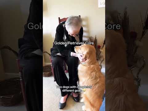 Golden retriever core 😍😍 #goldenretriever #dog #dogsonyoutube