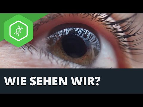 Auge - Wie sehen wir?