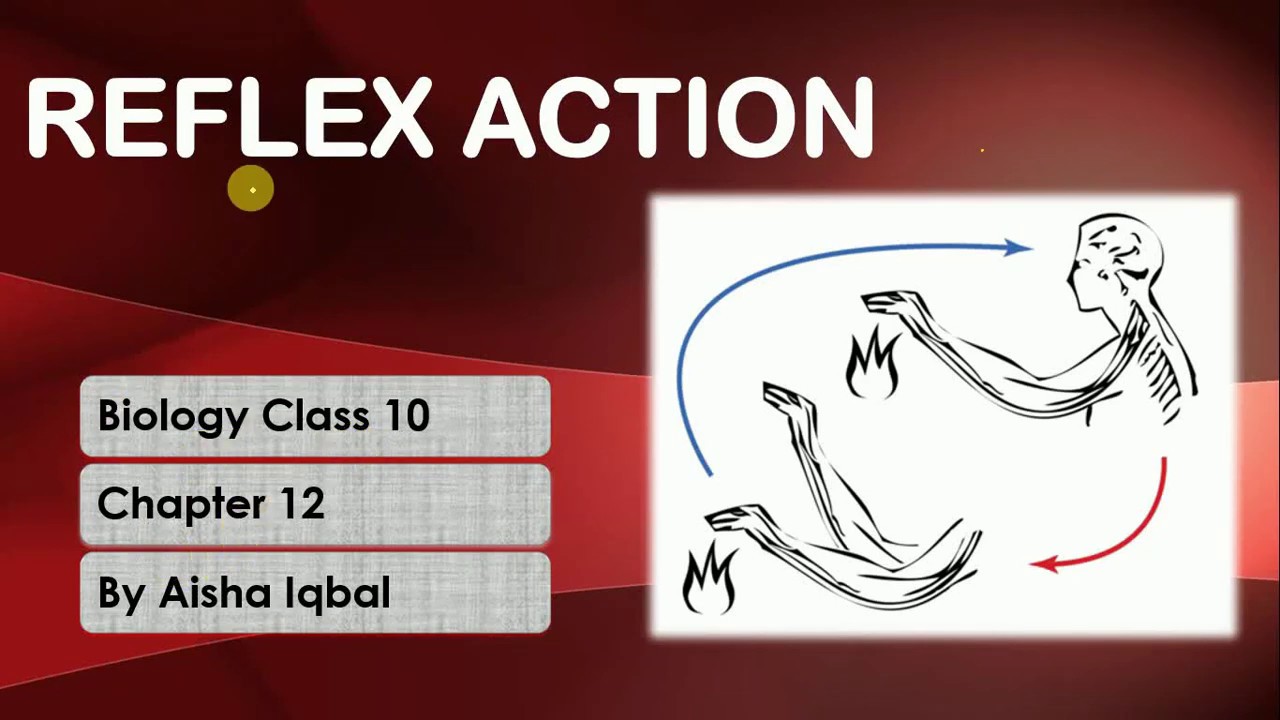 Reflex Action