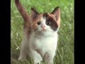 video - Queen - Cool Cat