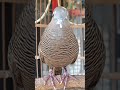 Local turtle doves have a crystal clear topcer sound for bait that responds immediately #shorts
