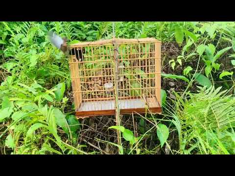 CURIO QUEBRA OSSO DANDO UMA PRESA DURA NO PARDO