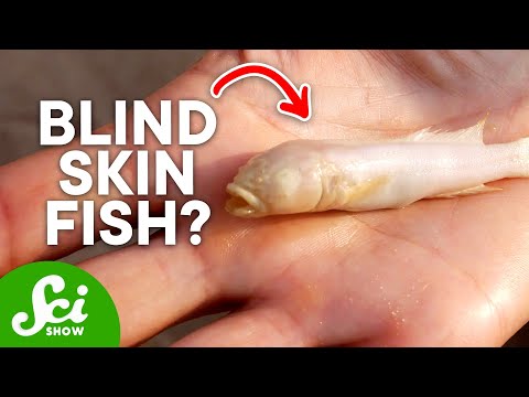 The Strange Blind Fish of the Lower Congo River
