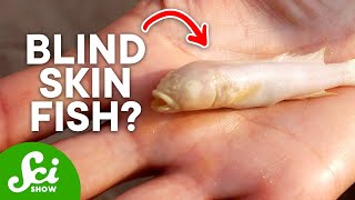 The Strange Blind Fish of the Lower Congo River