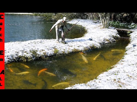 My EXOTIC PET FISH POND is getting FROZEN OVER by the FREEZE! **One Last Look**