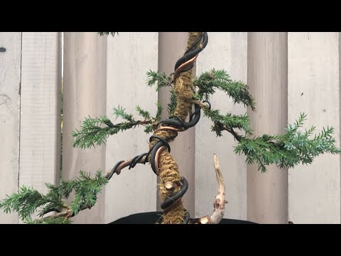 Wacholder (Juniperus chinensis)oder wie aus Sträucher Bonsais werden /Bonsai oder Kleinholz 2022-16