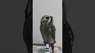 大型ふくろう目玉 Watch Hd Mp4 Videos Download Free 大型ふくろう目玉 Watch Hd Mp4 Videos Download Free
