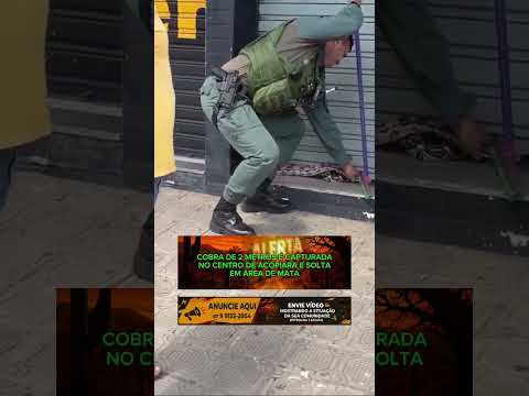 Uma cobra de cerca de 2 metros foi capturad... #Acopiara #Ceará #Cobra #ResgateAnimal #AlertaSertão