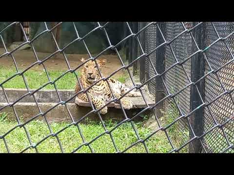 Vrishank enjoy Vandalur zoo| Arinagar Anna Zoological Park|June2023| Vrishank vlog | uniquevrishank
