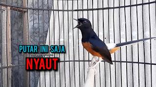 Download lagu murai batu gacor AMPUH buat PANCINGAN murai batu agar bunyi JADIKAN burung murai gacor EMOSI mp3