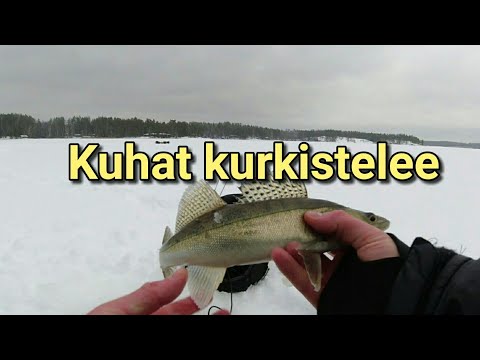 Talven ensimmäine pilkkikuha | Kuhaa pilkkimässä veljen kanssa