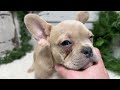French Bulldog dogs for sale: Candace - Video 1