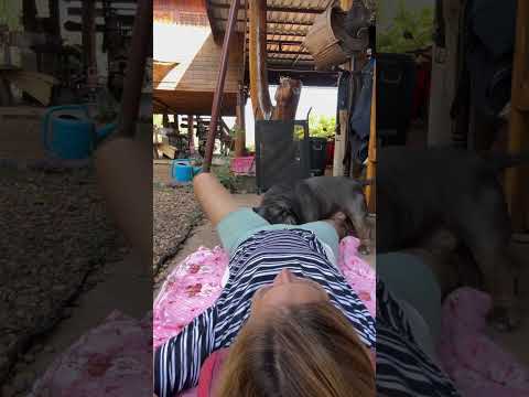 นอนพักกลางวัน มีเด็กมาป่วน🐶😆#funnyreels #postviralシ #trend #dogs #puppy
