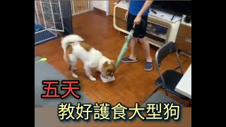 5天教好護食大狗,不再護食護物了