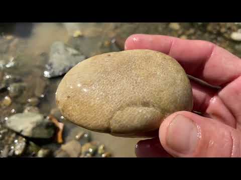 Ohio Rockhounding Fossils/Geodes/Agates