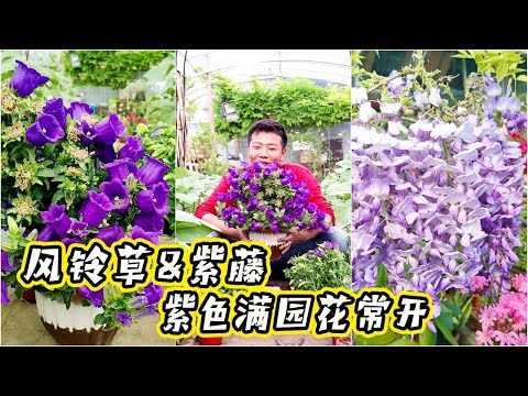 風鈴花花語
