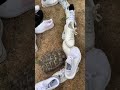 Tommy V. White shoe Maze