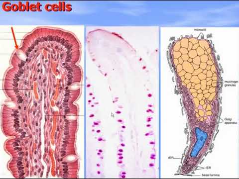 The Intestine. Video-lecture by Zimatkin (23)