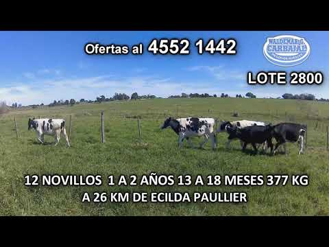 Lote 12 Novillos 1 a 2 años 12 HO 377 Kgkg -  en Juan Soler- A 6 Km de Ecilda Paullier