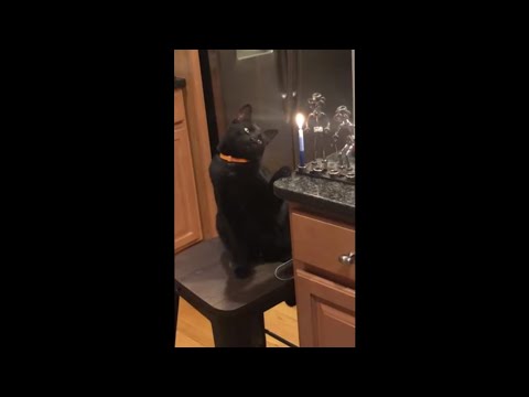 Cat Gags At A Candle During Her First Hanukkah