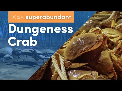 Dungeness crab: Oregon’s most lucrative fishery | Pacific Northwest food | Superabundant S2 E1
