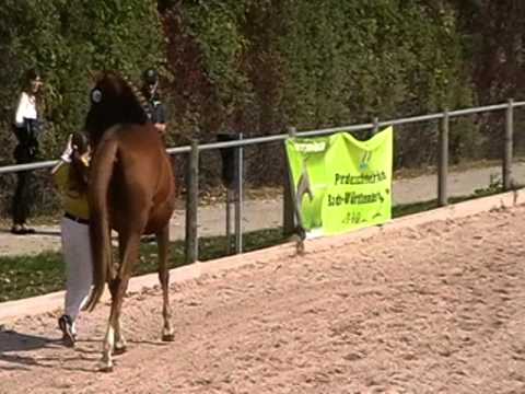 Württ. Stute v. Cavallieri xx, bei der Stutenschau in Weilheim/Teck 2015