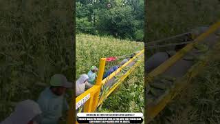 Conveyor Belt Moves Hand Picked Corn Straight To Crates