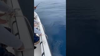 Catch & Release sailfish