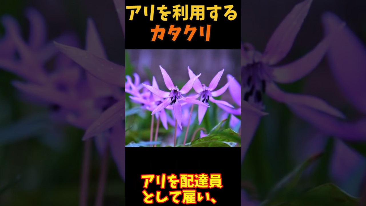 【ゆっくり解説】 アリを出し抜くカタクリの戦略